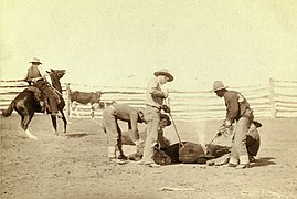 Cowboys branding a calf in South Dakota in 1888.