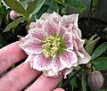 Double white hellebore with pink spotting