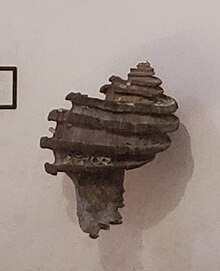 fossil snail Ecphora gardnerae