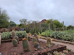 There is a wide variety of cacti at the Desert Botanical Garden
