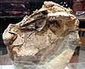 Fossilien von Guanlong