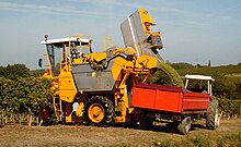 A harvesting machine that empties its harvest in the yellow bucket into an orange trailer hitched to a tractor. It is white grapes flowing from one of the buckets. The grass around the vines is high and yellowed by drought but the vines are still green, although showing some yellowing, a sign of change from summer to autumn.