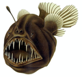 Image 8The humpback anglerfish is a bathypelagic ambush predator, which attracts prey with a bioluminescent lure. It can ingest prey larger than itself, which it swallows with an inrush of water when it opens its mouth. (from Pelagic fish)