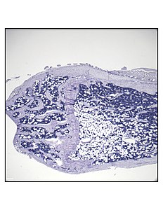 Representative distal femur histologic section of a 16-week-old C57BL/6 mouse after 6 weeks of calorie restriction demonstrating an increased quantity of marrow adipocytes.