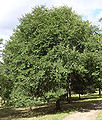 Japanese elm, showing pendulous habit of lower branchlets. SHHG, Romsey, UK