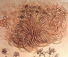 Drawing of flowers by Da Vinci