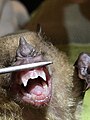 Little yellow-shouldered bat teeth (mature female)
