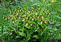 Gelber Frauenschuh im Naturschutzgebiet Tannbüel