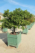 Orange trees in movable pots, so that they can be placed indoors for the winter