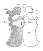 Diagram of the shoulder girdle of Peloneustes, seen from above