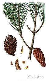 Plate from Lambert's Description of the Genus Pinus