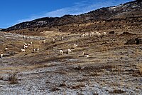 Pronghorn herd, Yellowstone National Park