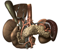 The pancreas and its surrounding structures