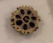 Cross-section of a 7-faced rudraksha stone