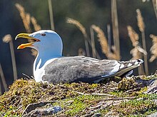 A gull appears to be vocalizing while sitting in a lichen-covered rise, while tall grass grows behind the gull