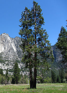 A two-trunked tree in a grassy meadow, with steep terrain, including a granite cliff, in the background