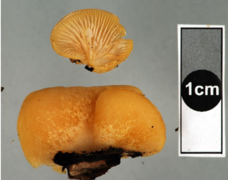 Fig. 1 Specimen collected in June (NZ)