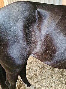 This ticking is commonplace in rabicano's and can spread more as the horse ages. It is not roaning and can be confused as such. This horse is genetically tested to not carry the roaning, dun or the greying gene.