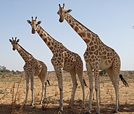 West African giraffes in Kouré, Niger.