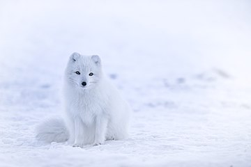 Polarfuchs, weiße Morphe im Winterfell, Island