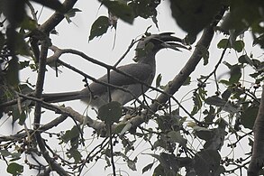 Indian Grey Hornbill feeding on fig.