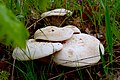 Image 10Ferula mushroom in Bingöl, Turkey . This is an edible type of mushroom. (from Mushroom)