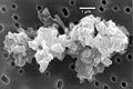 Image 73Porous chondrite dust particle (from Cosmic dust)