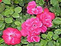 Rote Rosen im früheren Obstgarten