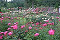 One view of the many rose beds in the garden