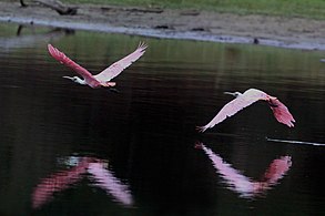 In flight in the Pantanal, Brazil (composite image)