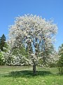 Vogel-Kirsche (Prunus avium)