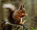 Image 8 Red squirrel Photograph: Peter Trimming The red squirrel (Sciurus vulgaris) is a species of tree squirrel in the genus Sciurus common throughout Eurasia. This arboreal, omnivorous rodent feeds on seeds, nuts, berries, young shoots, and sap. More selected pictures