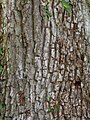 Bark of Stapleford elm, UK
