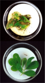 Bt toxins present in peanut leaves (bottom image) protect it from extensive damage caused by lesser cornstalk borer larvae (top image).[20]