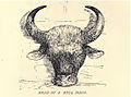 Head of bull bison
