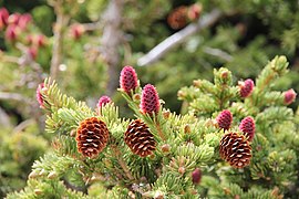 Purple immature cones and yellow mature cones from the previous year. No male pollen cones are visible; the brownish-golden branch tips are protective bud scales being shed from the spruce buds[9]
