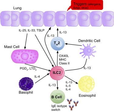 A flow chart of the different immune cells involved in generating the allergic response to triggers such as allergens in the lungs of asthmatic patients. The diagram displays arrows linking cells together that interact with one another, and is based around the centre ILC2 cell, causing the Th2 response.