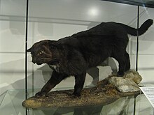 Mounted specimen of a Kellas cat