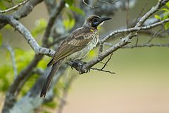 Little friarbird, Darwin, Northern Territory