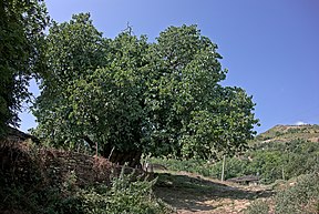 Maulbeerbaum im Dorf Ogren