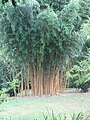 P. bambusoides 'Holochrysa'