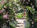 Royal National Rose Society Gardens (2010)