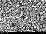 SEM image of stomata on the lower surface of a leaf.