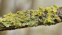 Stick covered with flat, yellowy-green, wavy-edged lichen speckled with raised orange spots