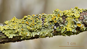 Foliose lichen on a branch