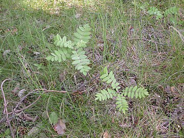 Saplings showing the typical leaf form