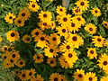 Image 22Black-eyed susans, the state flower, grow throughout much of the state. (from Maryland)