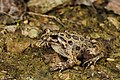 Image 2 Spanish painted frog Photograph: Benny Trapp The Spanish painted frog (Discoglossus jeanneae) is a species of frog in the family Alytidae. Endemic to Spain, it mostly lives in open areas, pine groves and shrublands. It feeds mostly on insects and worms. More selected pictures