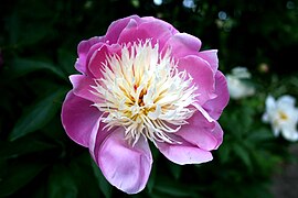 Paeonia lactiflora 'Bowl Of Beauty', anemone flowered
