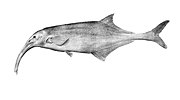 The freshwater elephant fish Campylomormyrus curvirostris